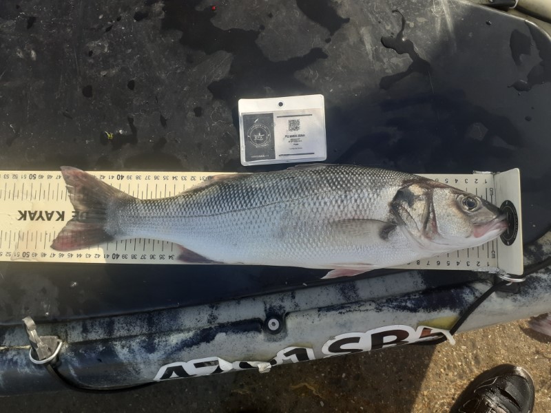 Fish Measure Picture